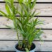 Trachycarpus Fortunei (Palma konopná) kont. C5L, celková výška: 60-80 cm (-17°C)